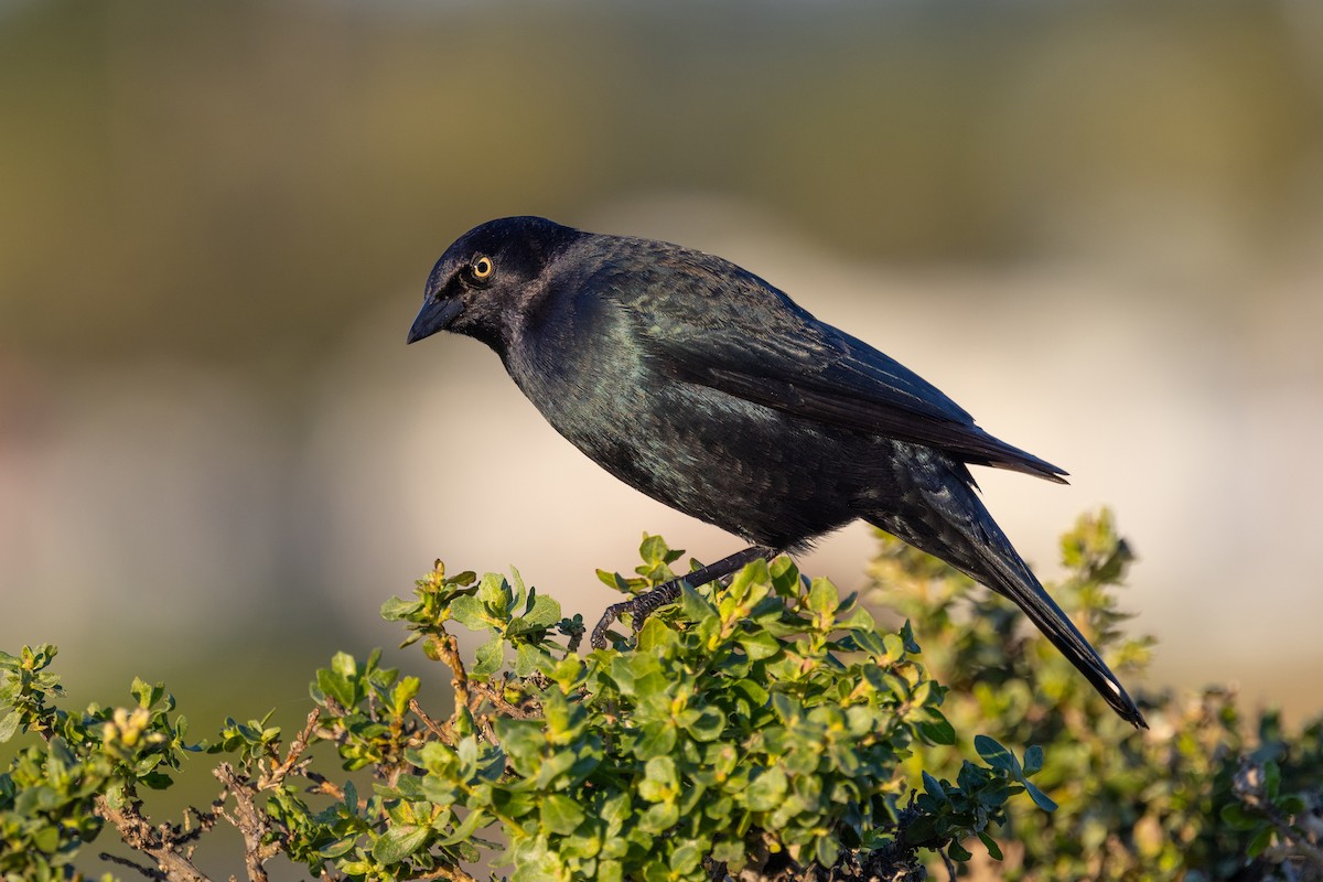 Brewer's Blackbird - Loni Ye