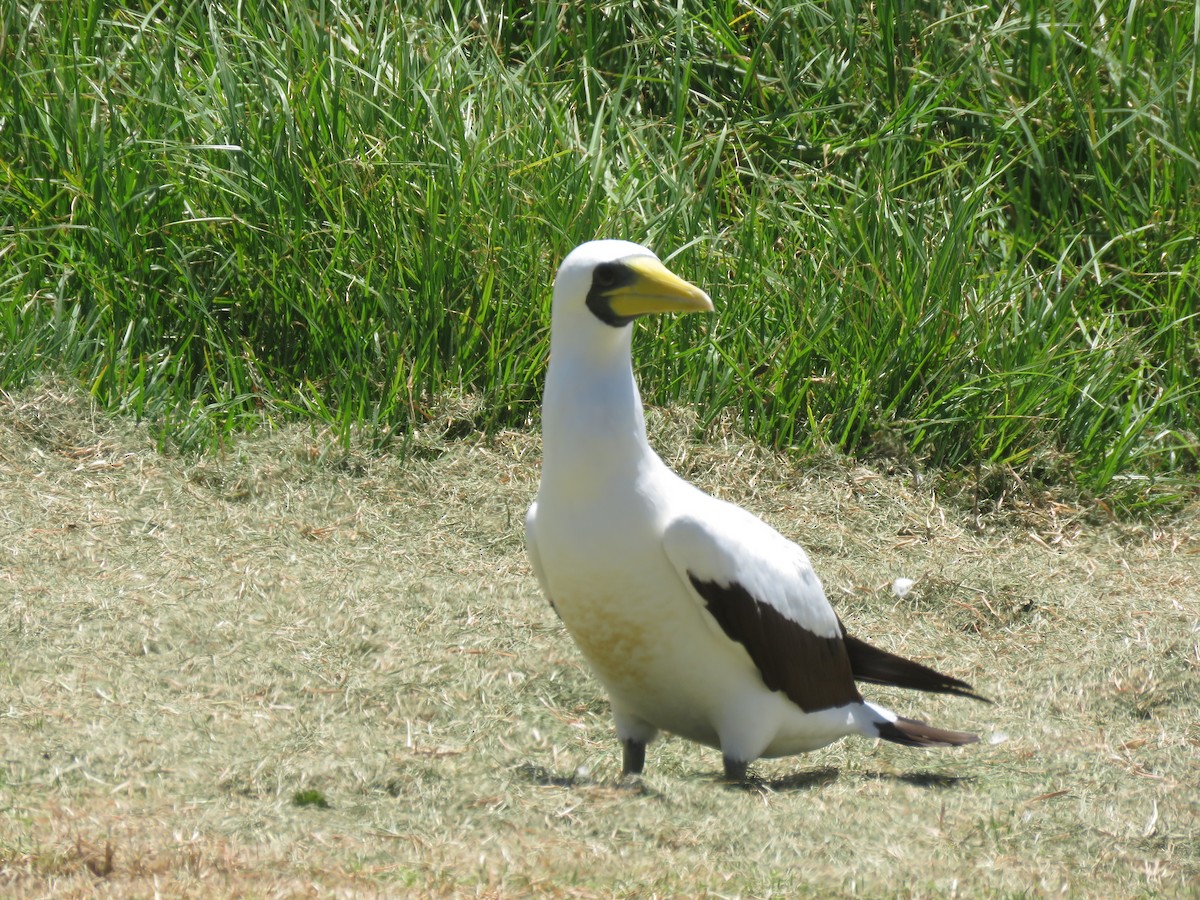 Masked Booby - Ceri Pearce