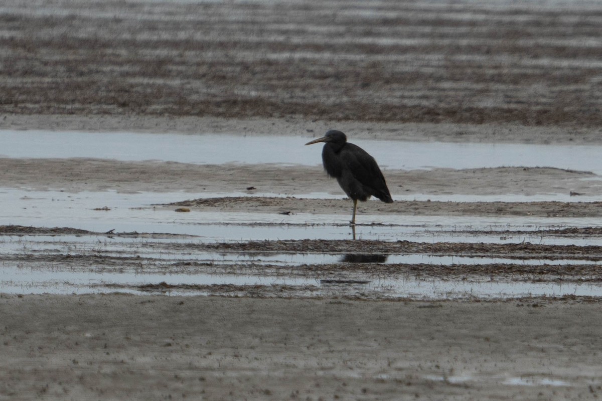 Pacific Reef-Heron - ML513940131