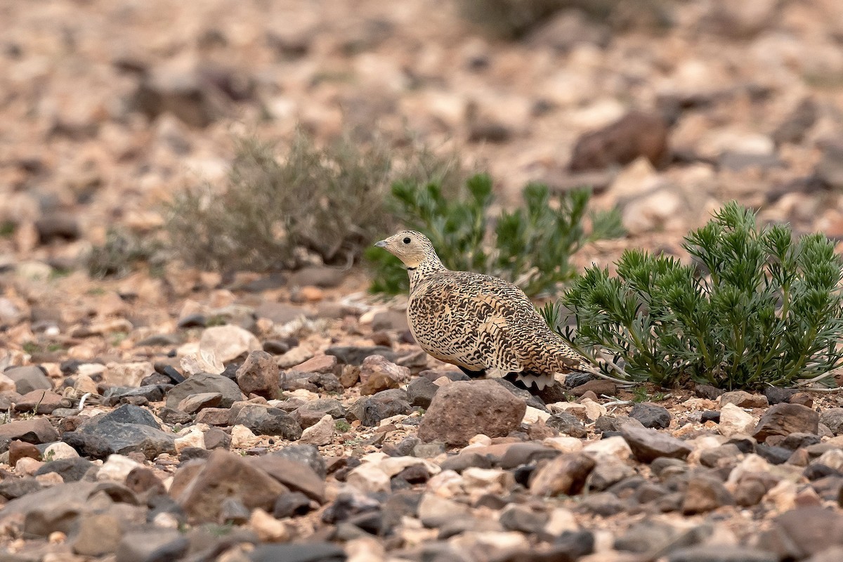 Black-bellied Sandgrouse - Anand ramesh