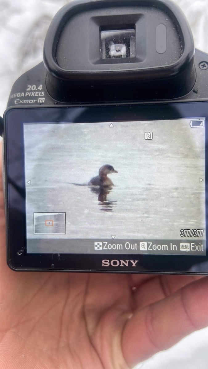 Pied-billed Grebe - ML513943281