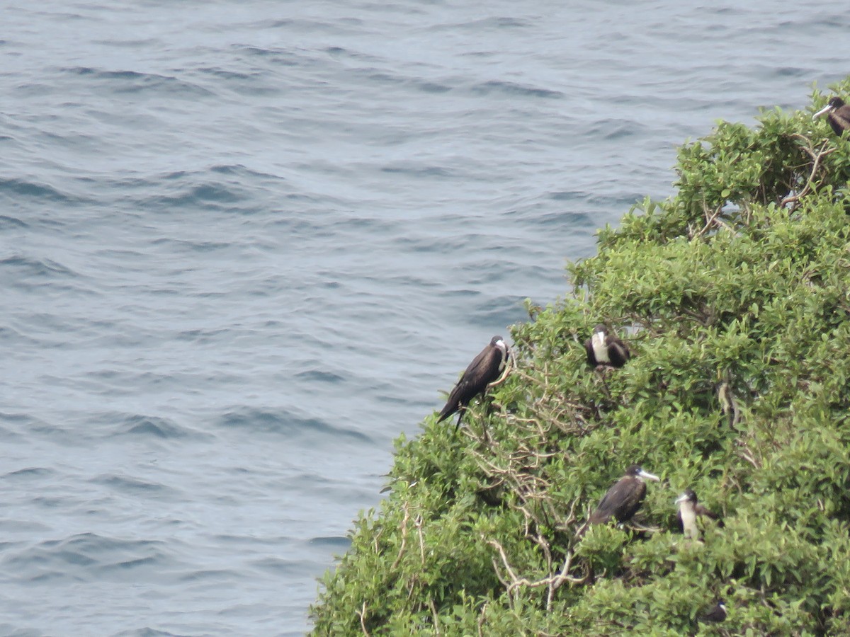 Great Frigatebird - Ceri Pearce