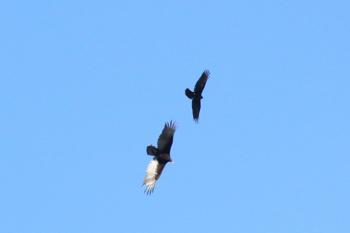 Turkey Vulture - ML51394481