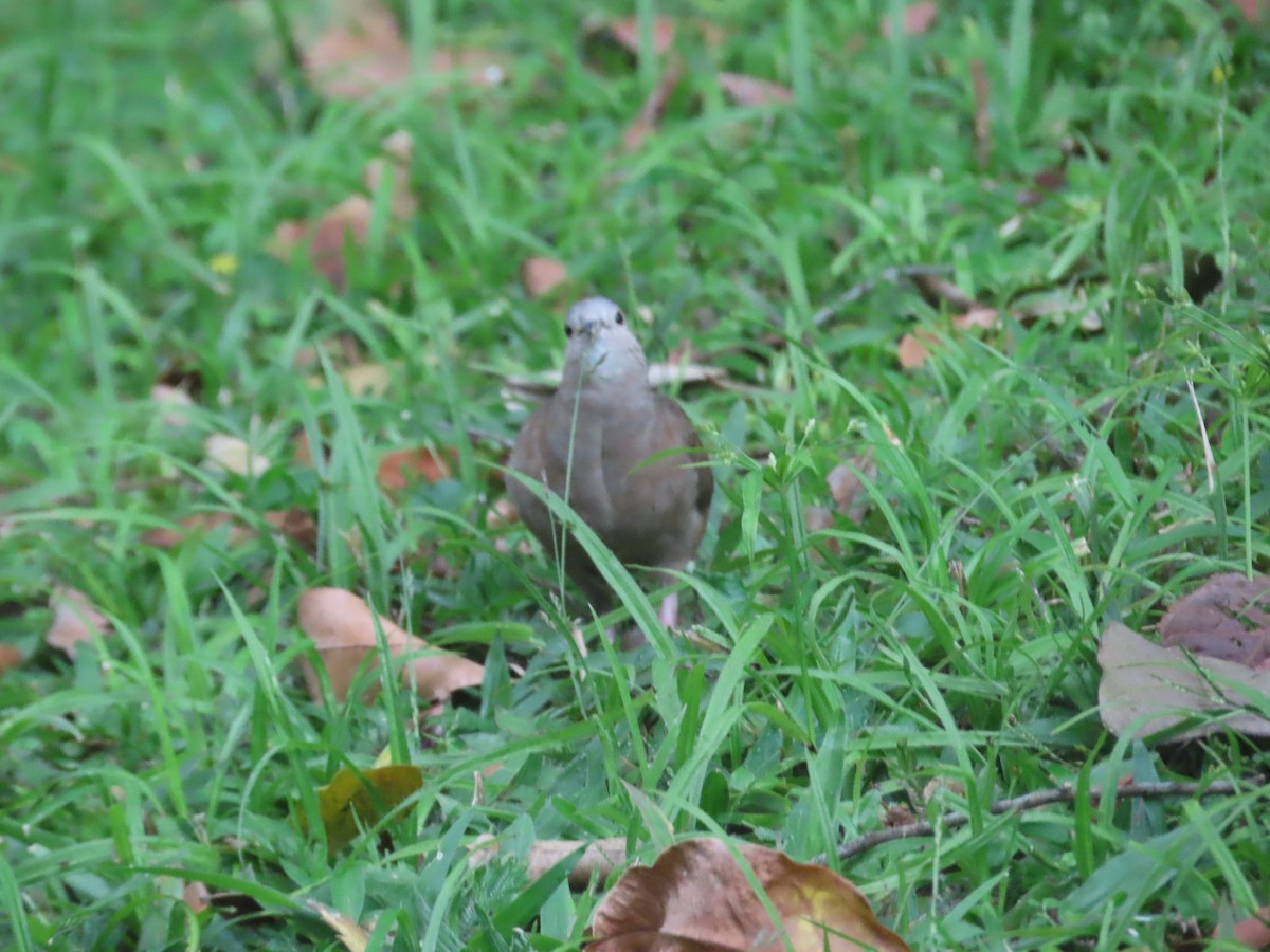 Ruddy Ground Dove - ML513945761