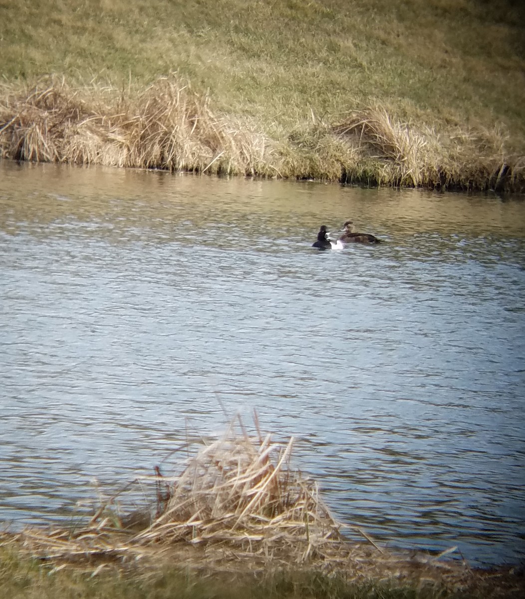 Ring-necked Duck - Clint Williams