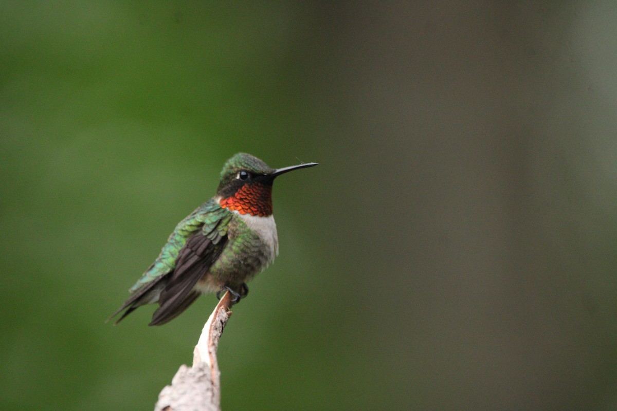 Ruby-throated Hummingbird - C Buchanan