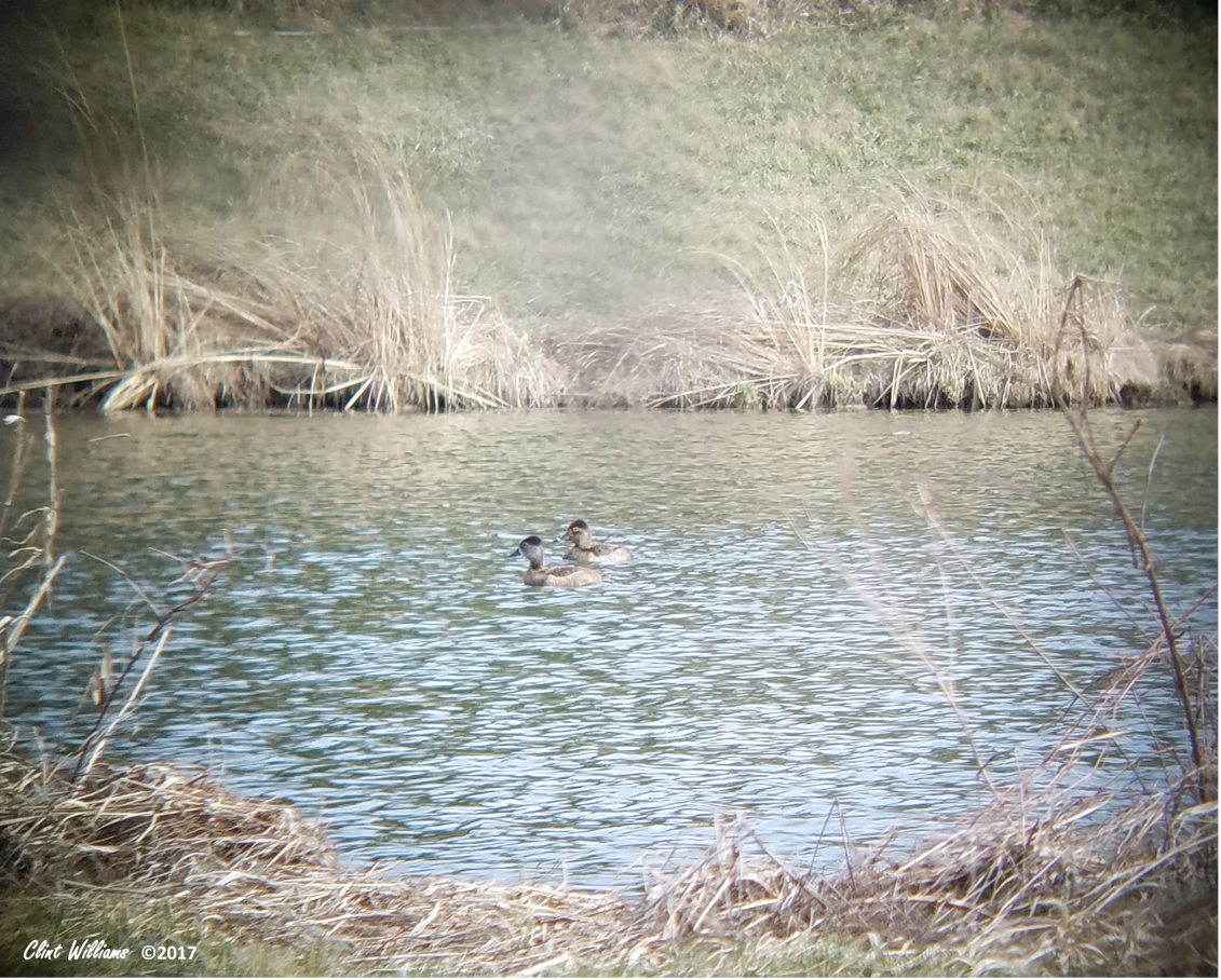 Ring-necked Duck - ML51394621