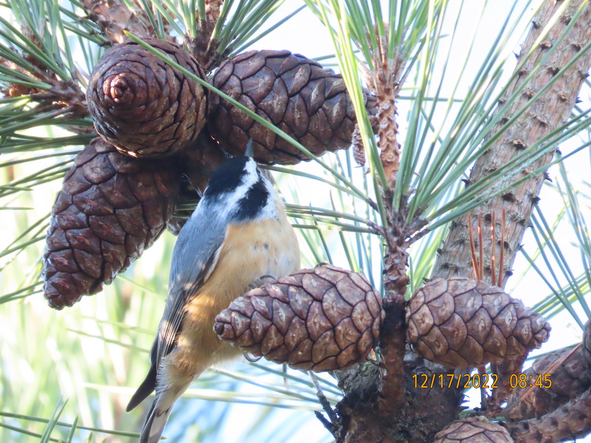 Red-breasted Nuthatch - ML513947161