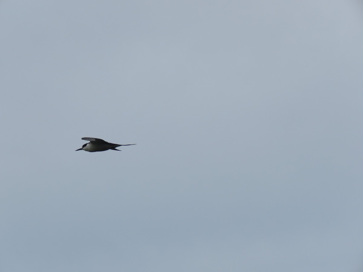 Sooty Tern - Ceri Pearce