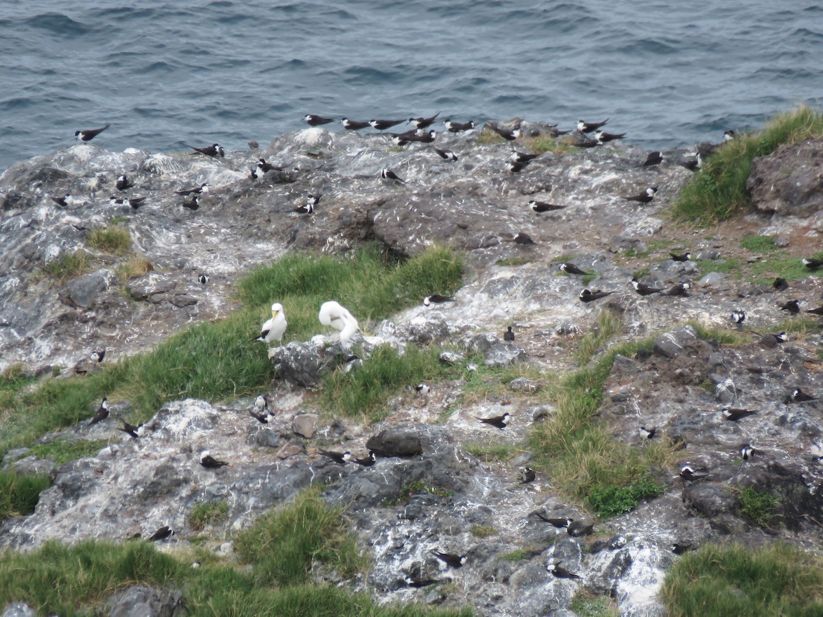 Sooty Tern - ML513948091