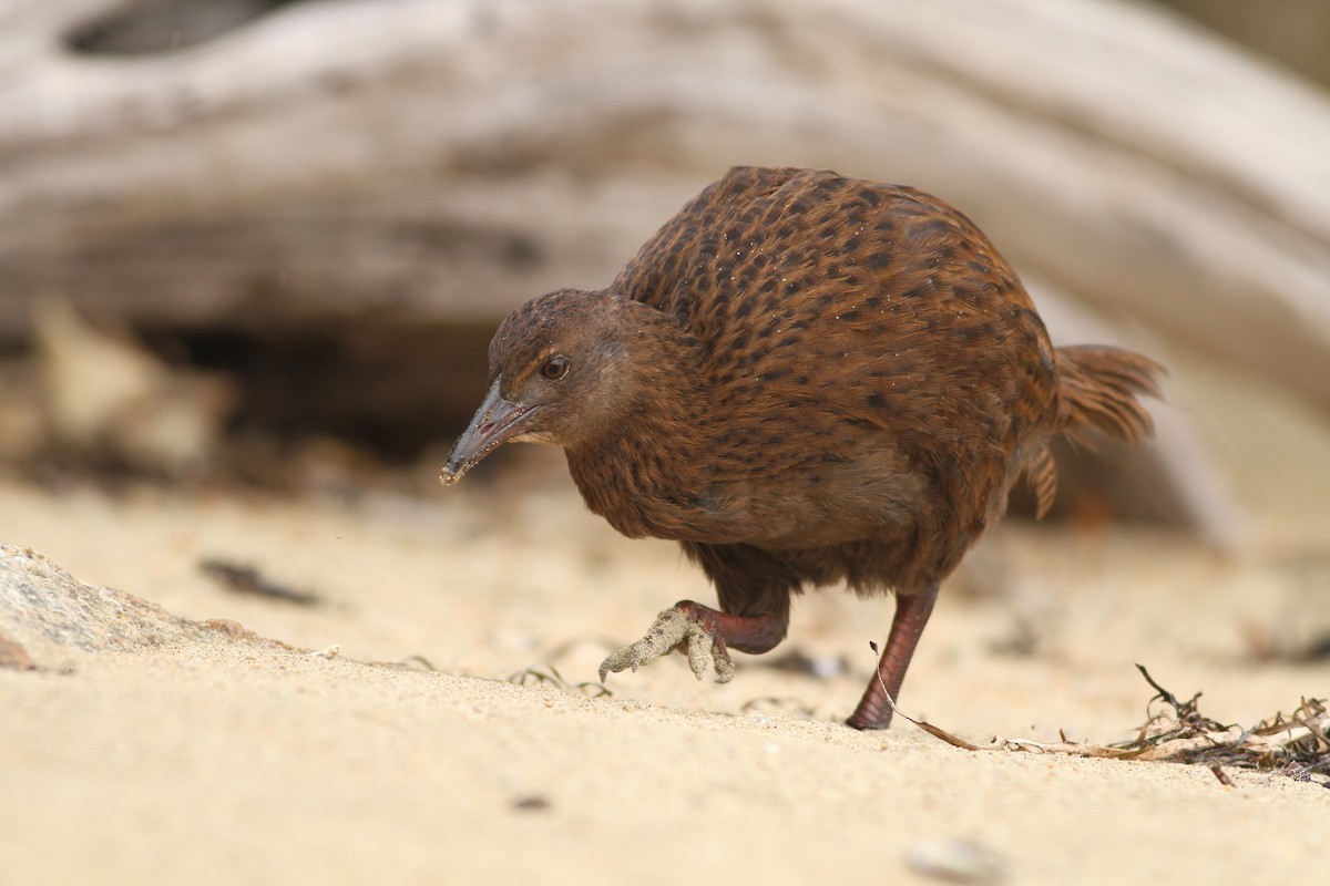 Weka - ML51394821