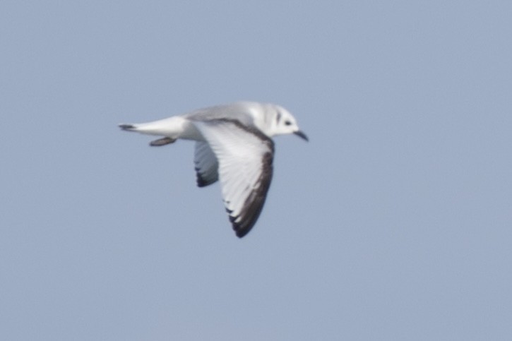 Black-legged Kittiwake - ML513949971