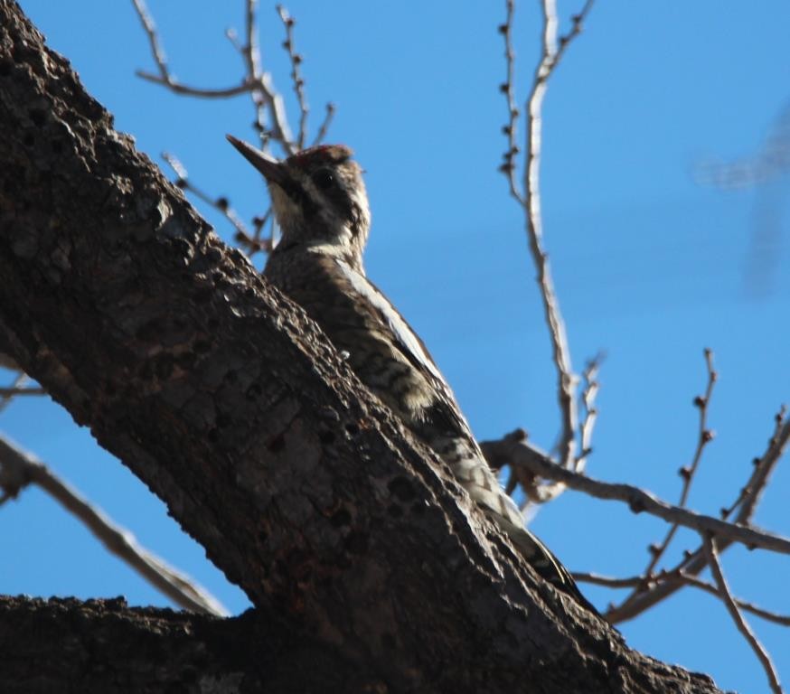 Yellow-bellied Sapsucker - ML513950161