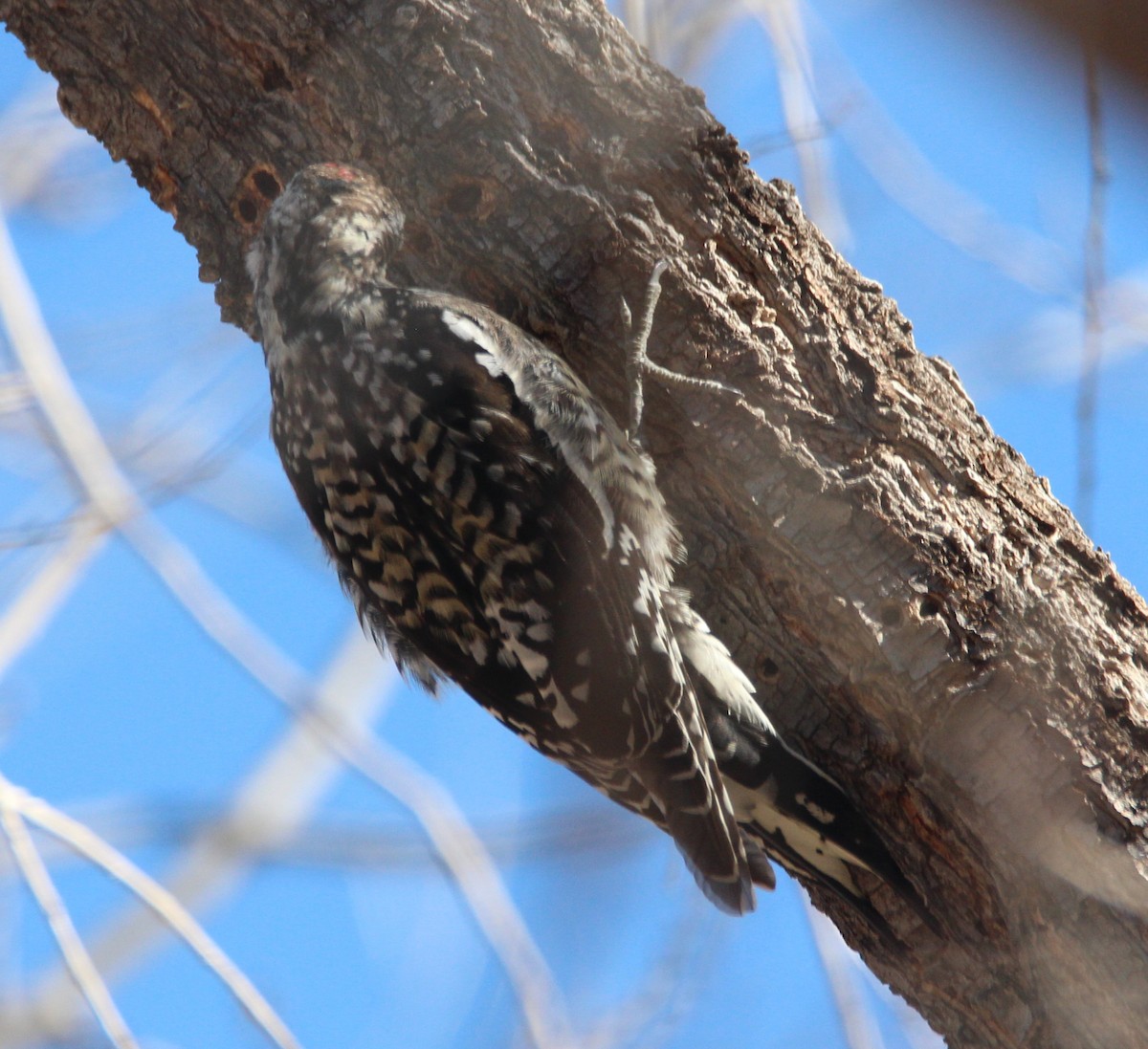 Yellow-bellied Sapsucker - ML513950171