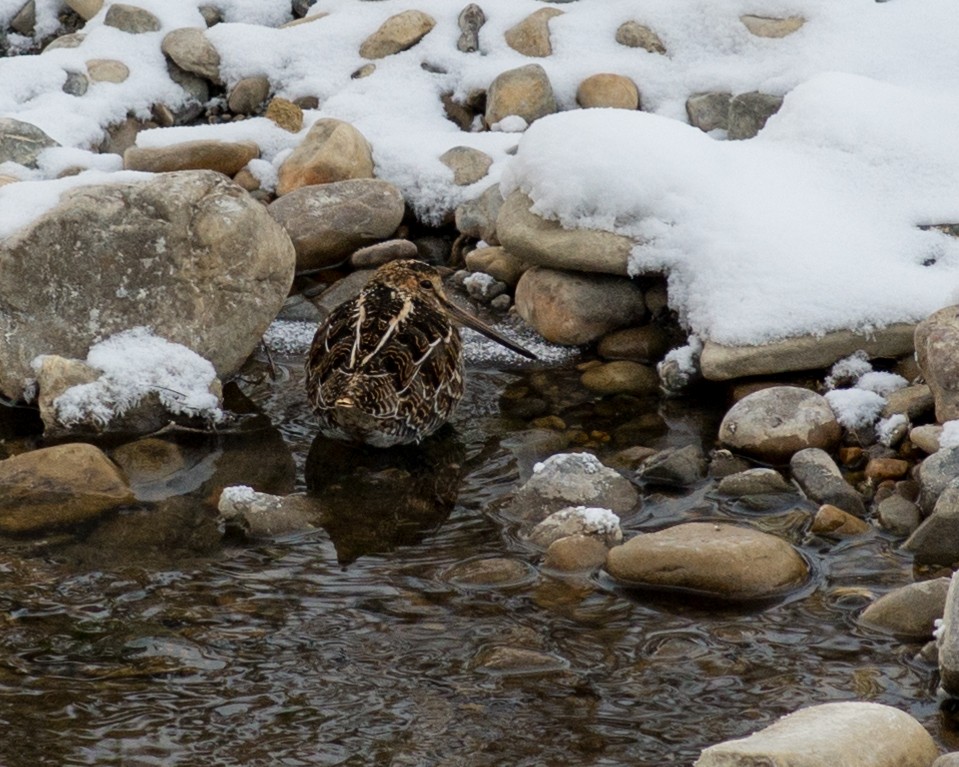 Wilson's Snipe - ML513950351