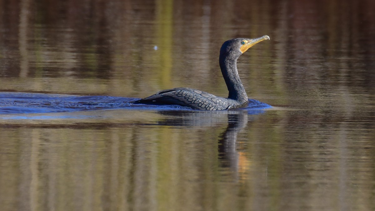 Double-crested Cormorant - Della Alcorn