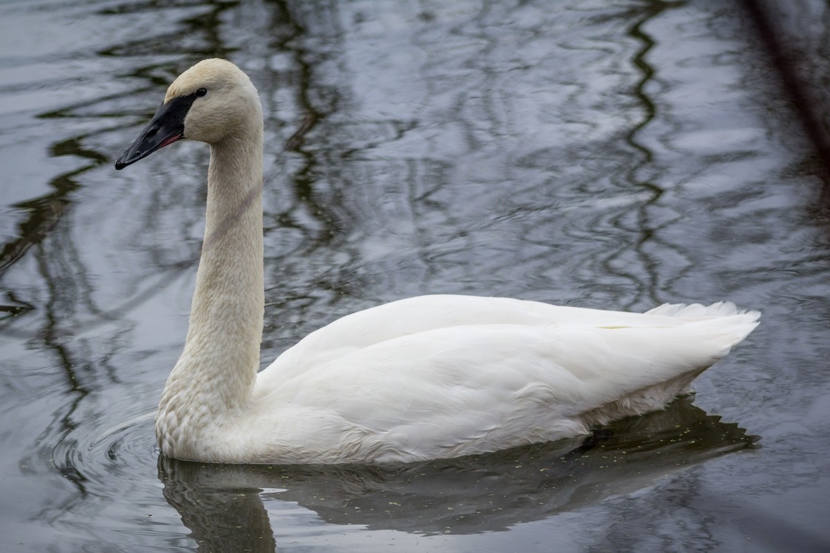 Trumpeter Swan - ML513950441