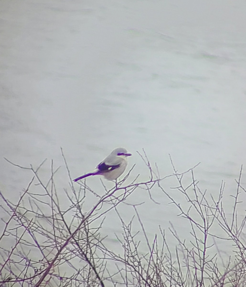 Northern Shrike - Derrick  Hill