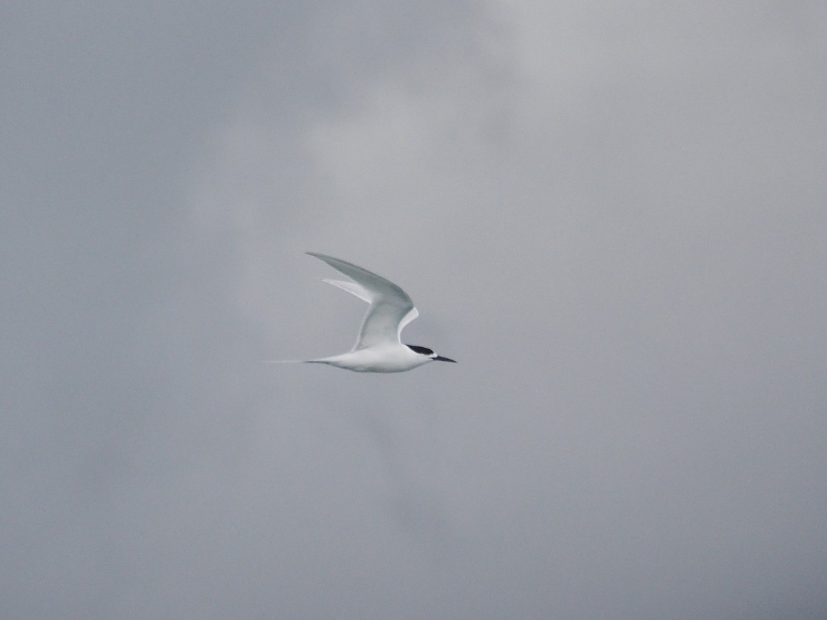 White-fronted Tern - ML513951011
