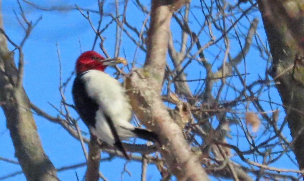 Red-headed Woodpecker - ML513951871