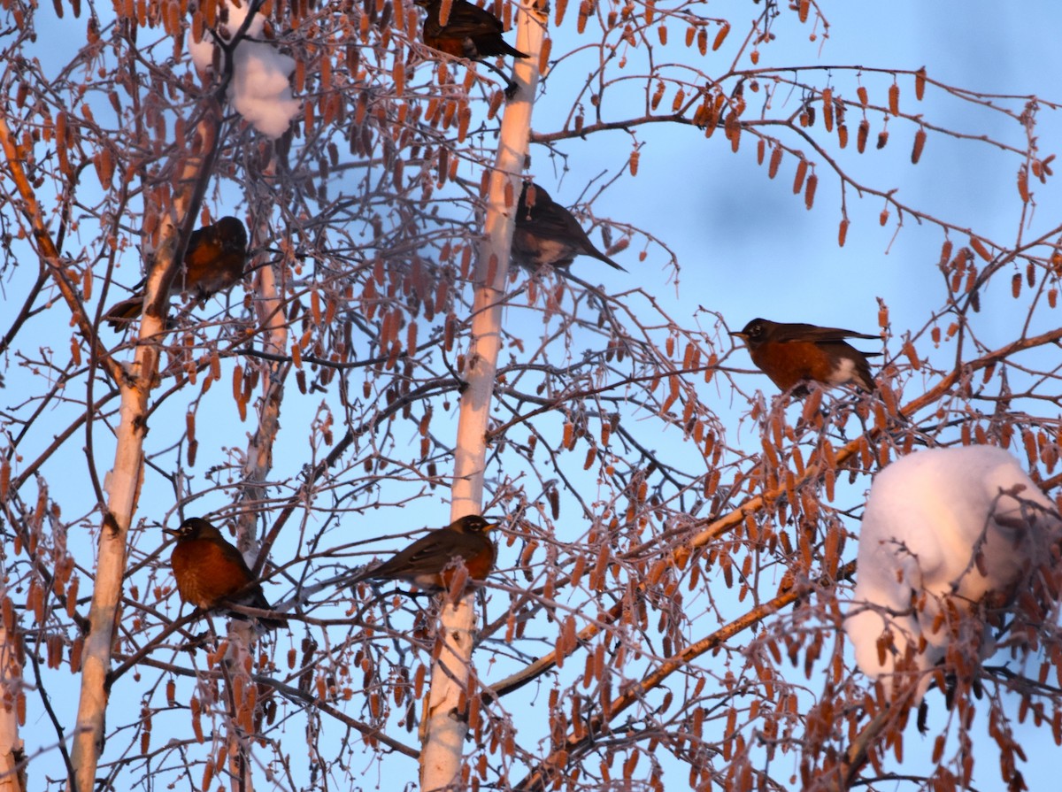 American Robin - ML513952611