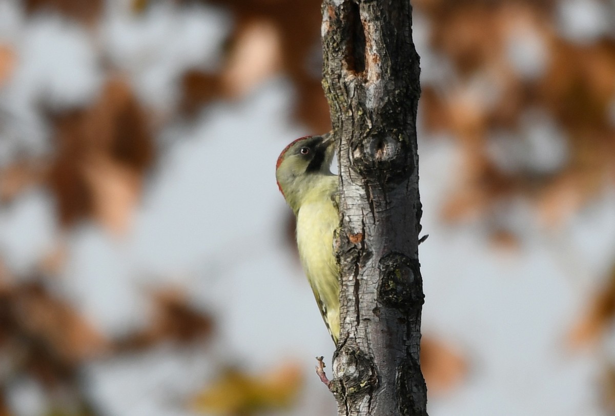 Iberian Green Woodpecker - ML513952701