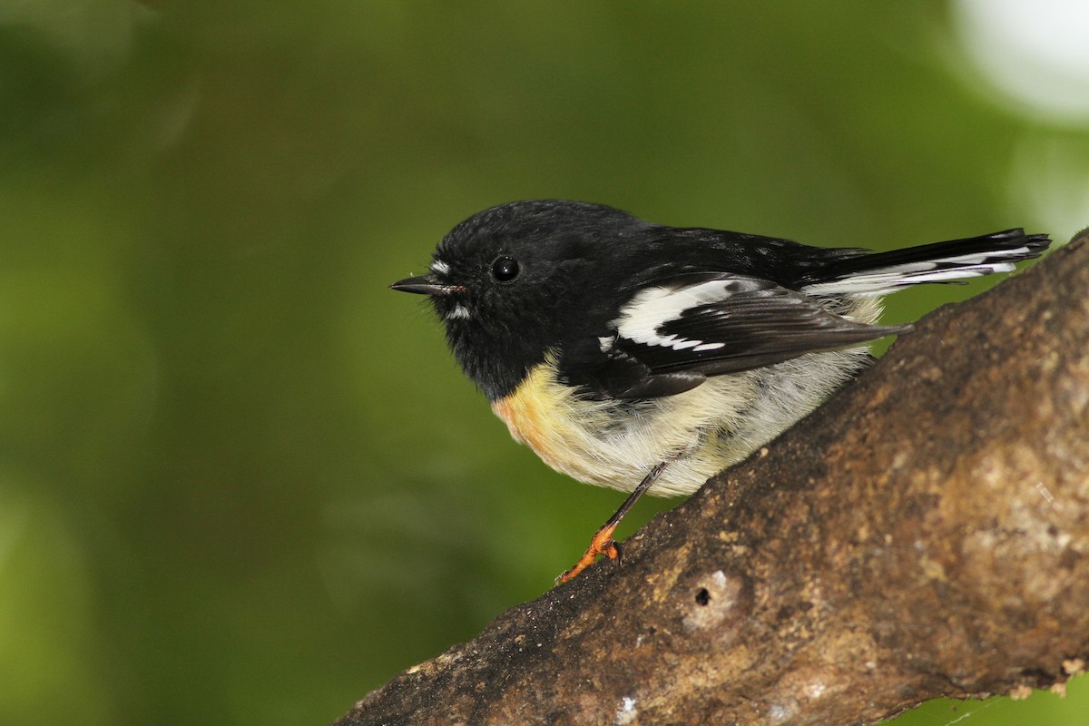 Tomtit - ML51395331