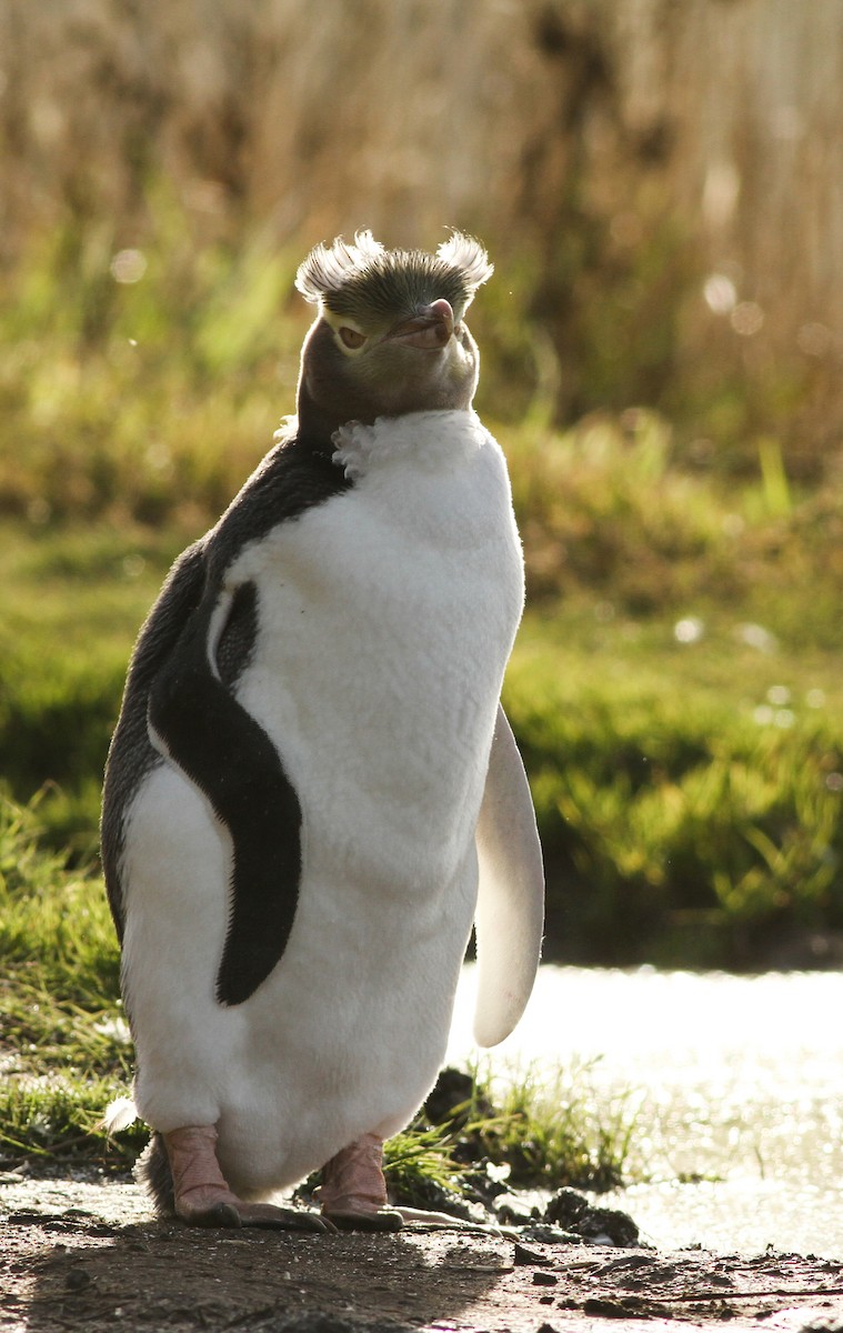 Yellow-eyed Penguin - ML51395411