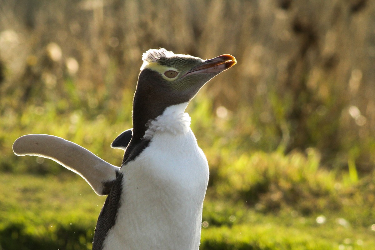 Yellow-eyed Penguin - ML51395421