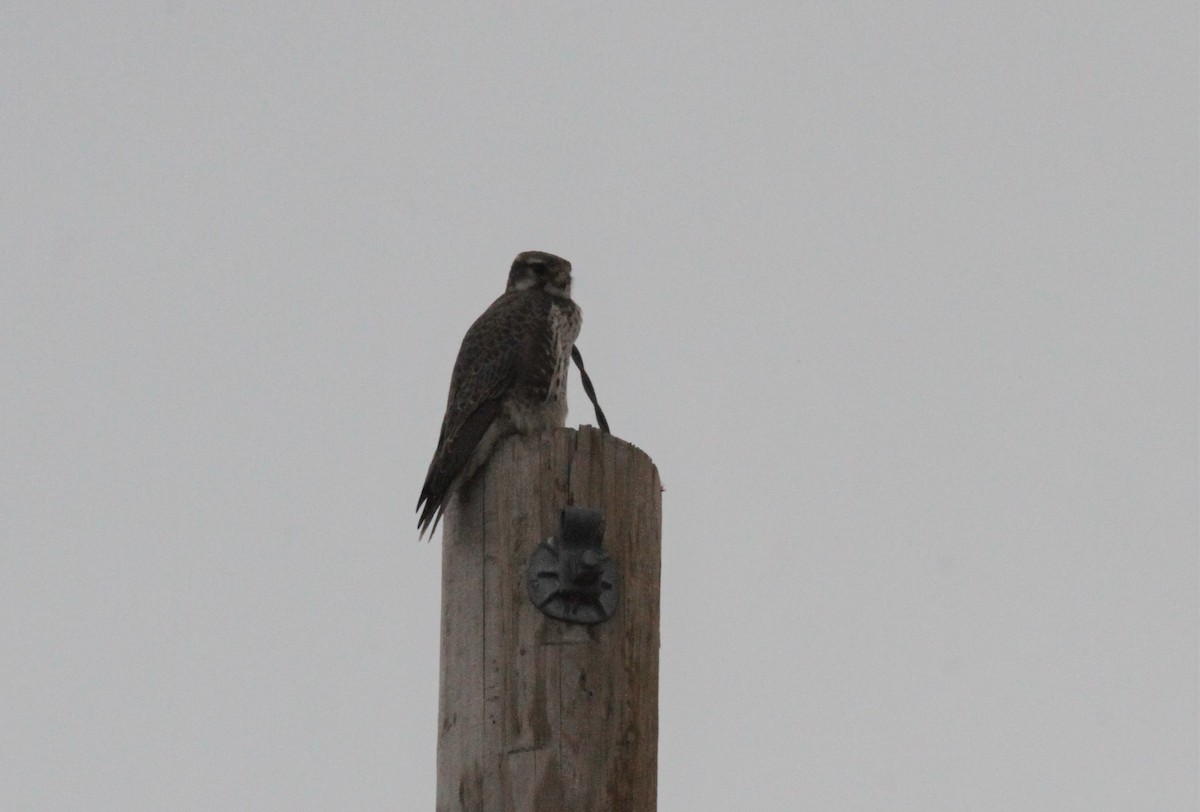 Prairie Falcon - Kendall Watkins