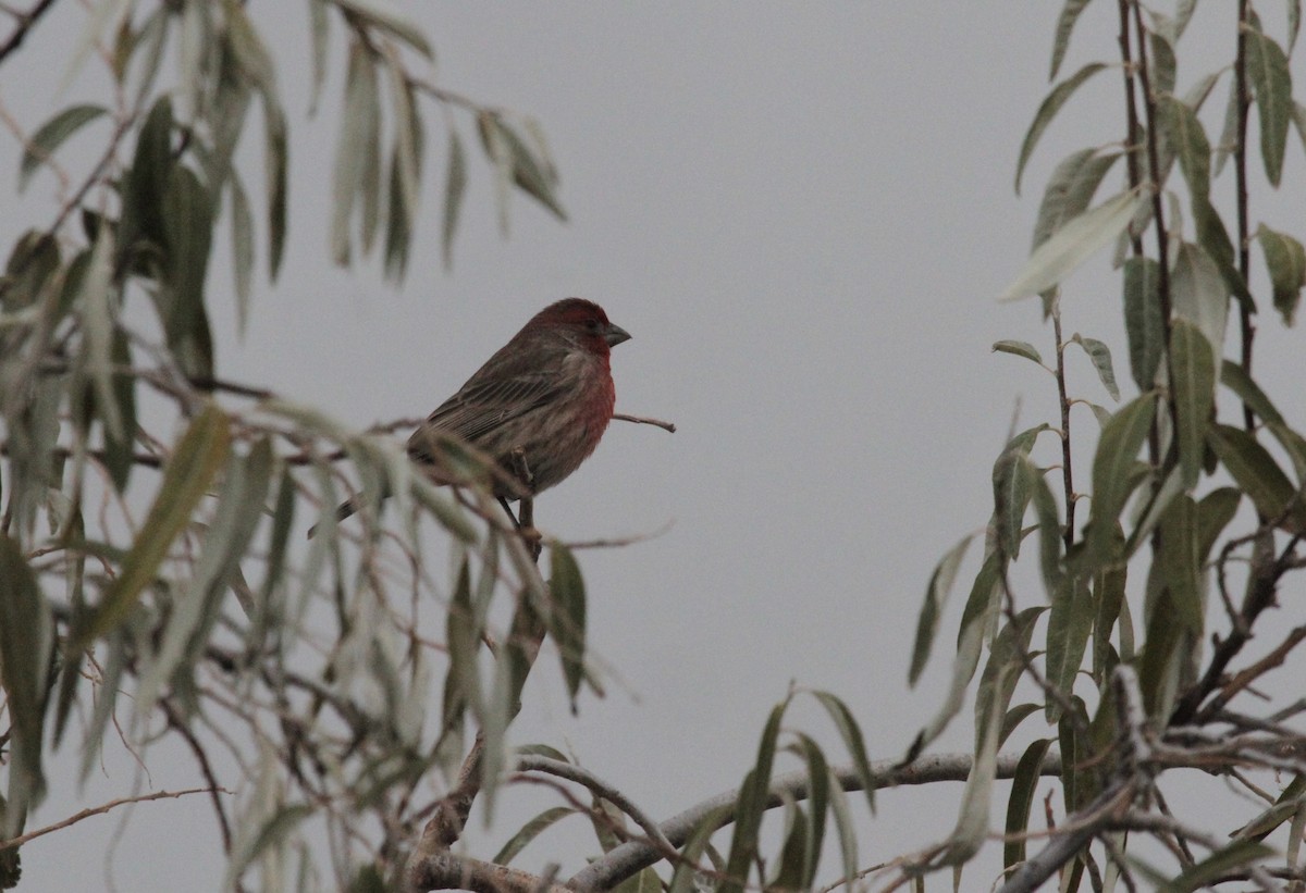 House Finch - ML513954821