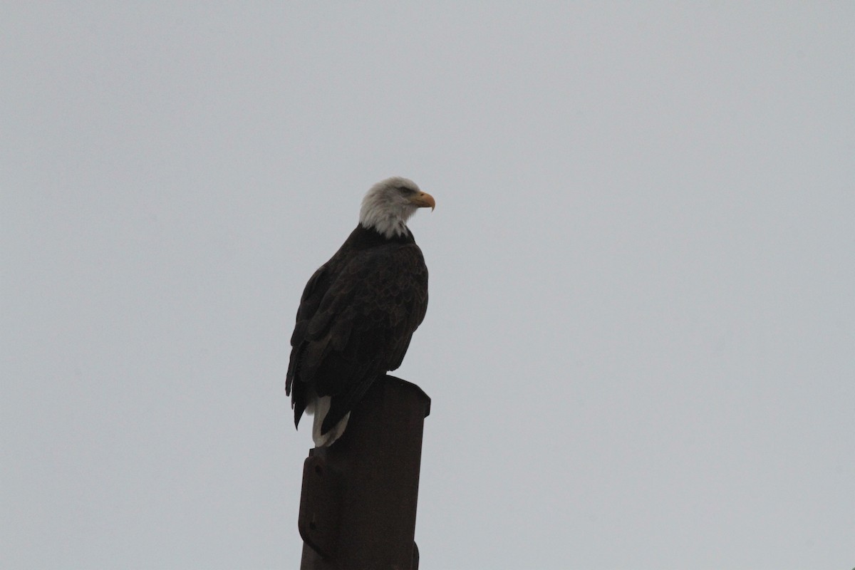 Weißkopf-Seeadler - ML513955241