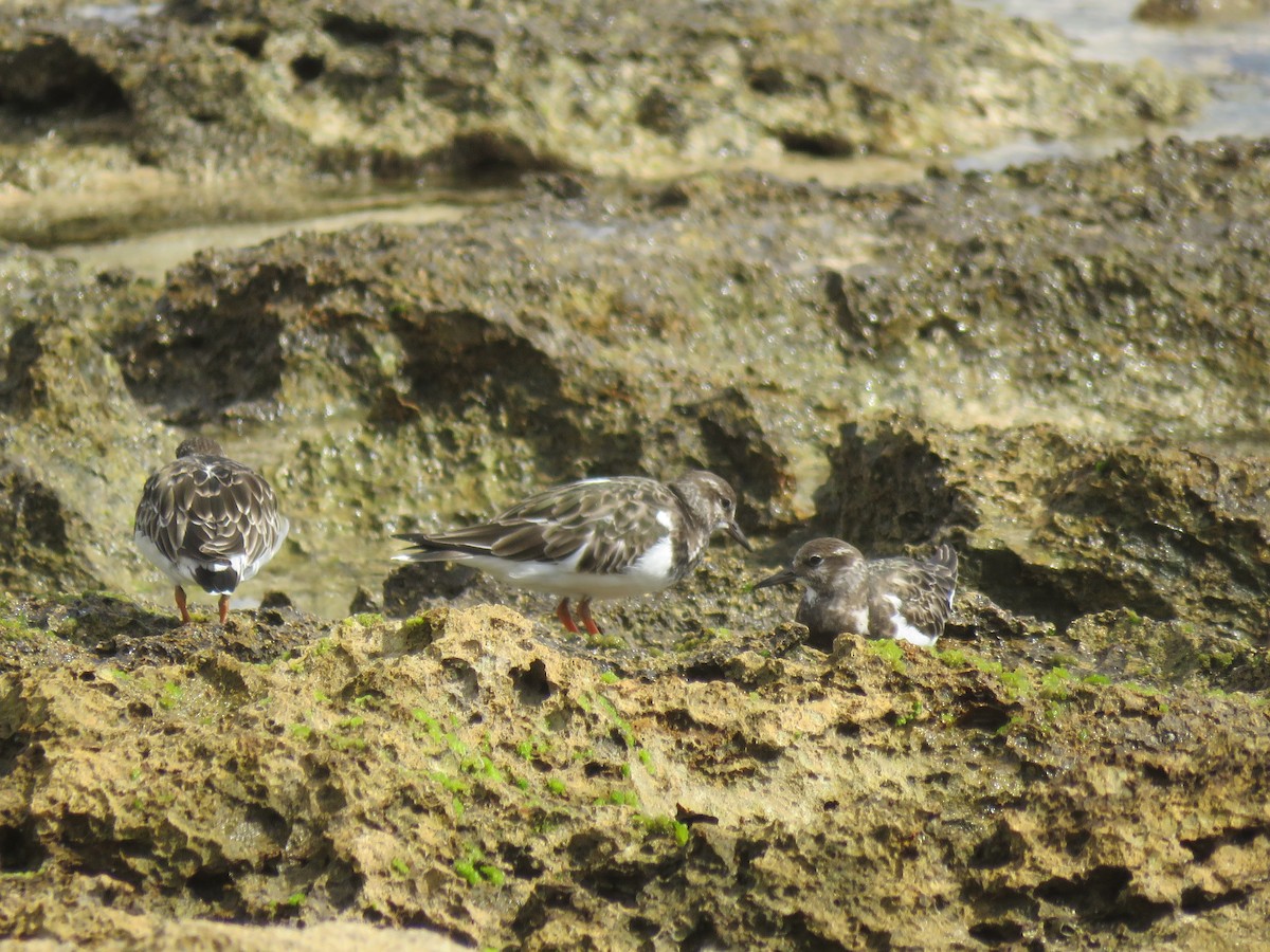 Ruddy Turnstone - Ceri Pearce