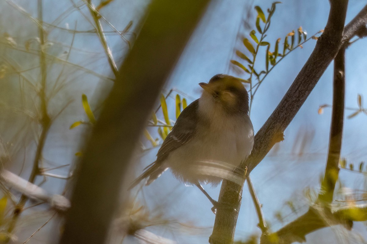 Bell's Vireo - ML513956301