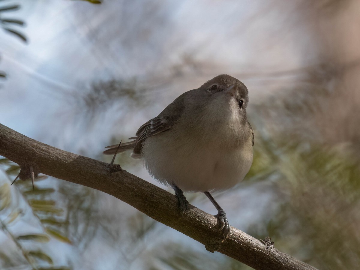 Bell's Vireo - ML513956311