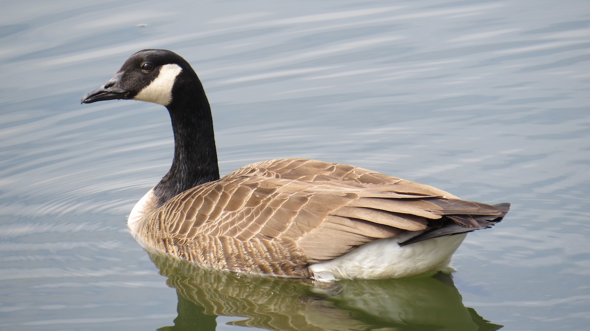 Canada Goose - Tim Pinkston