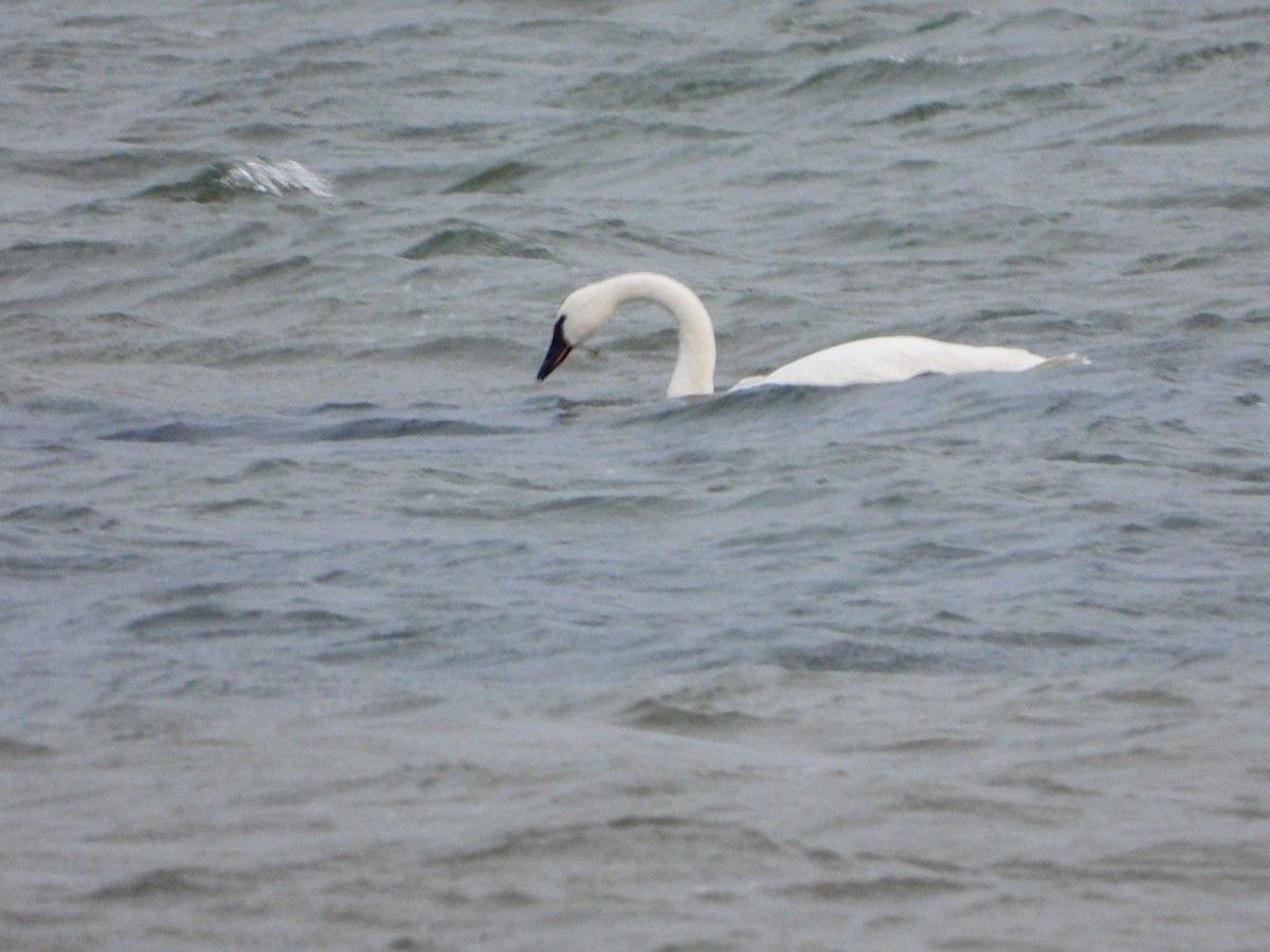 Tundra Swan - ML513957601