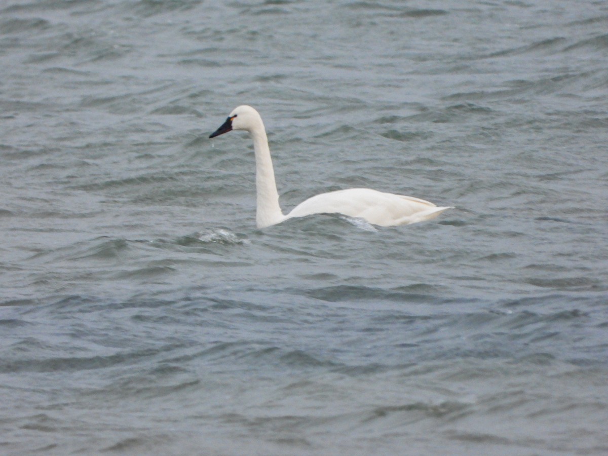 Tundra Swan - ML513957631