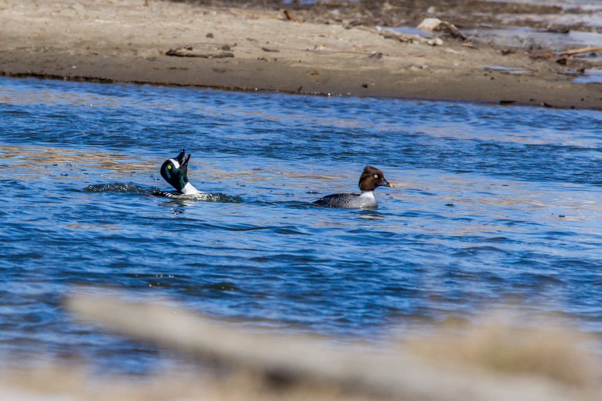 Barrow's Goldeneye - Bruce Gates