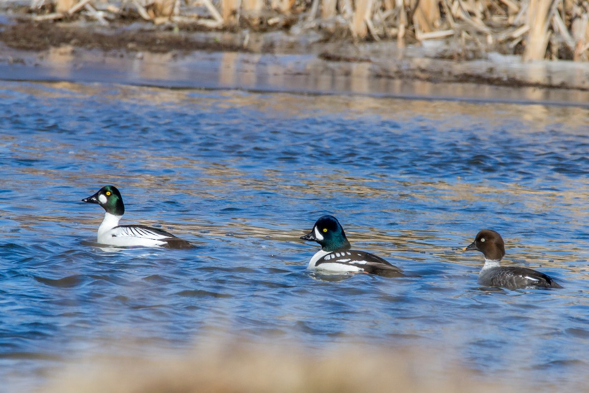 Barrow's Goldeneye - ML51395841