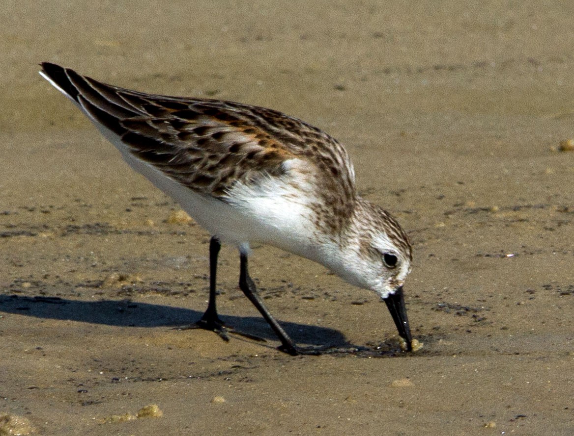 Western Sandpiper - ML513958431