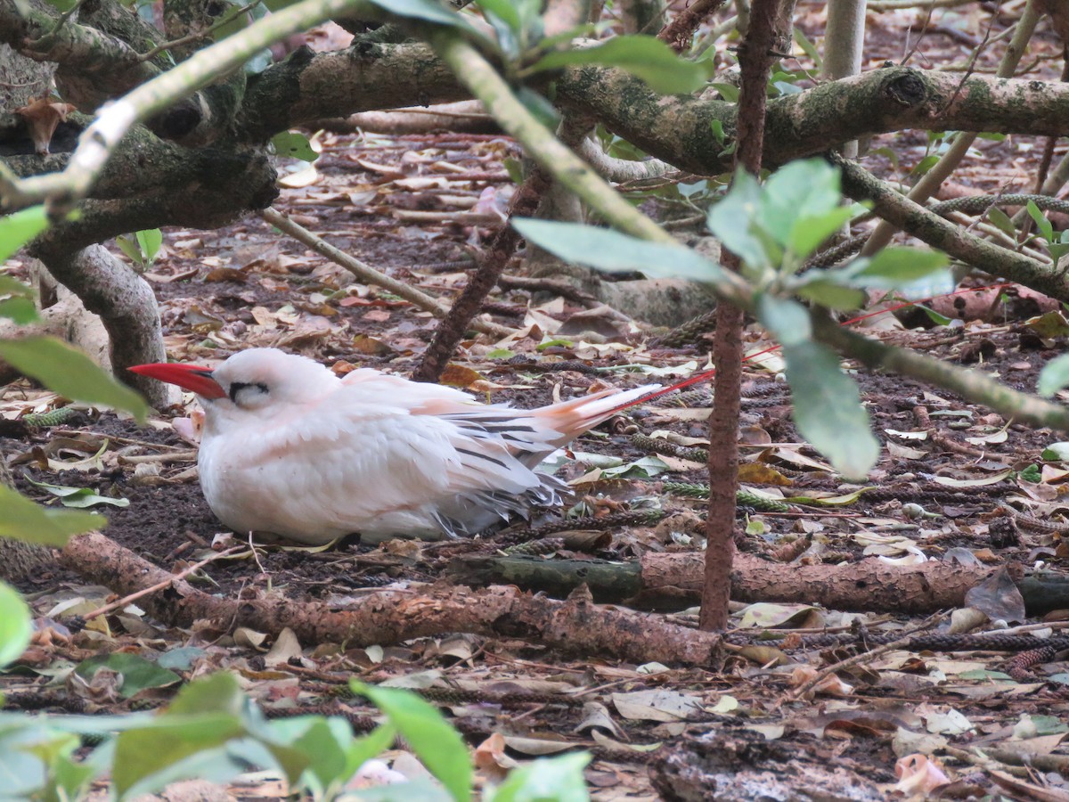 Red-tailed Tropicbird - Ceri Pearce