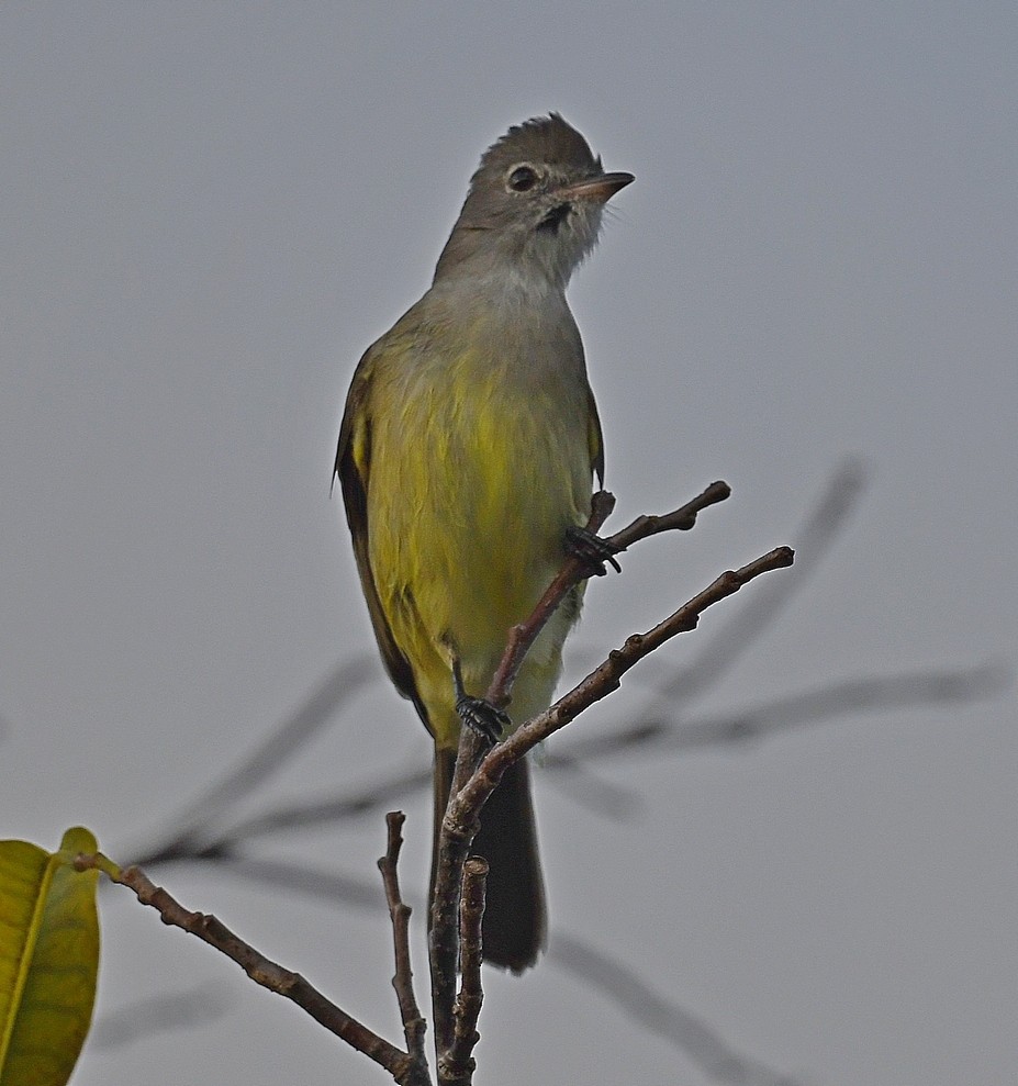 Caribbean Elaenia - michael carmody