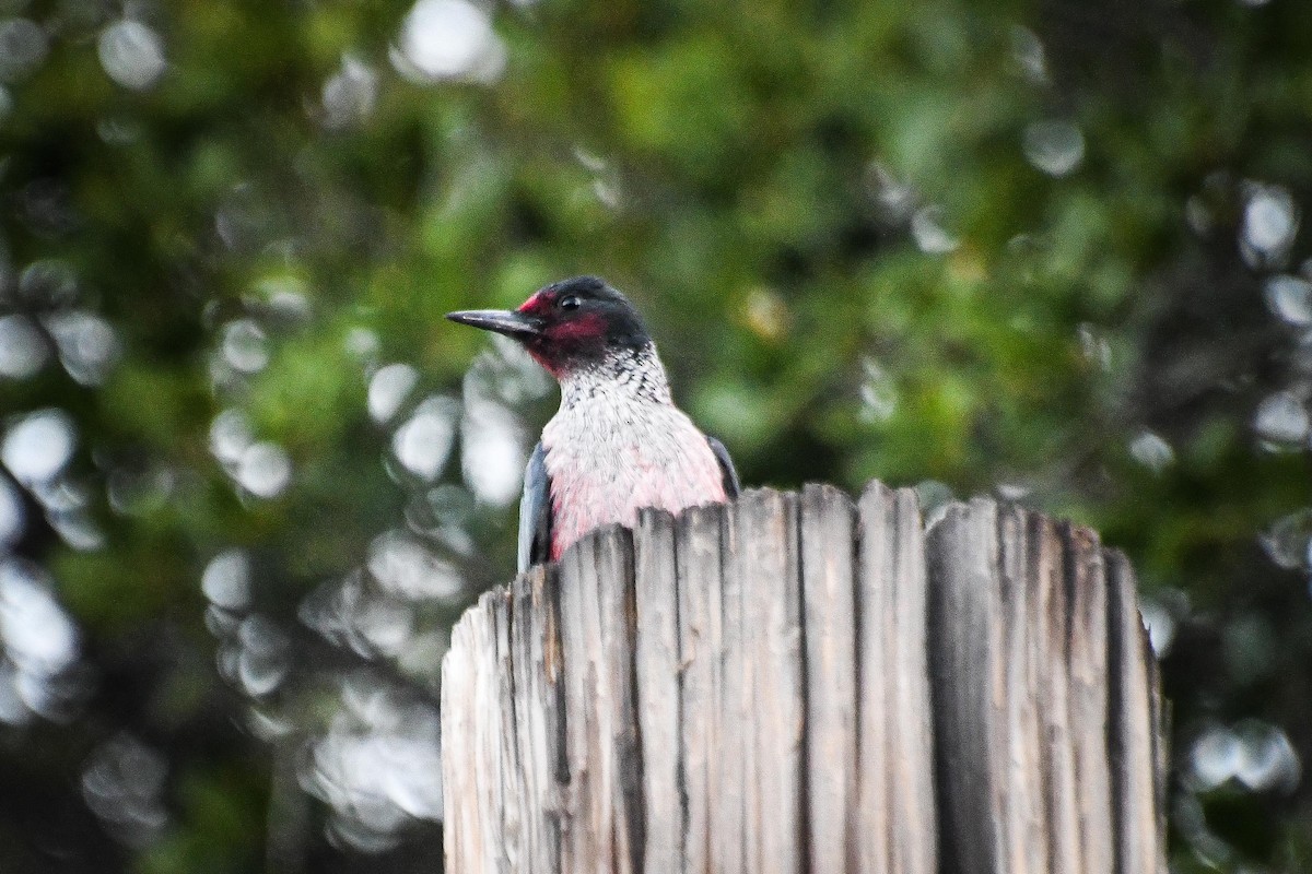 Lewis's Woodpecker - Krista Vossekuil