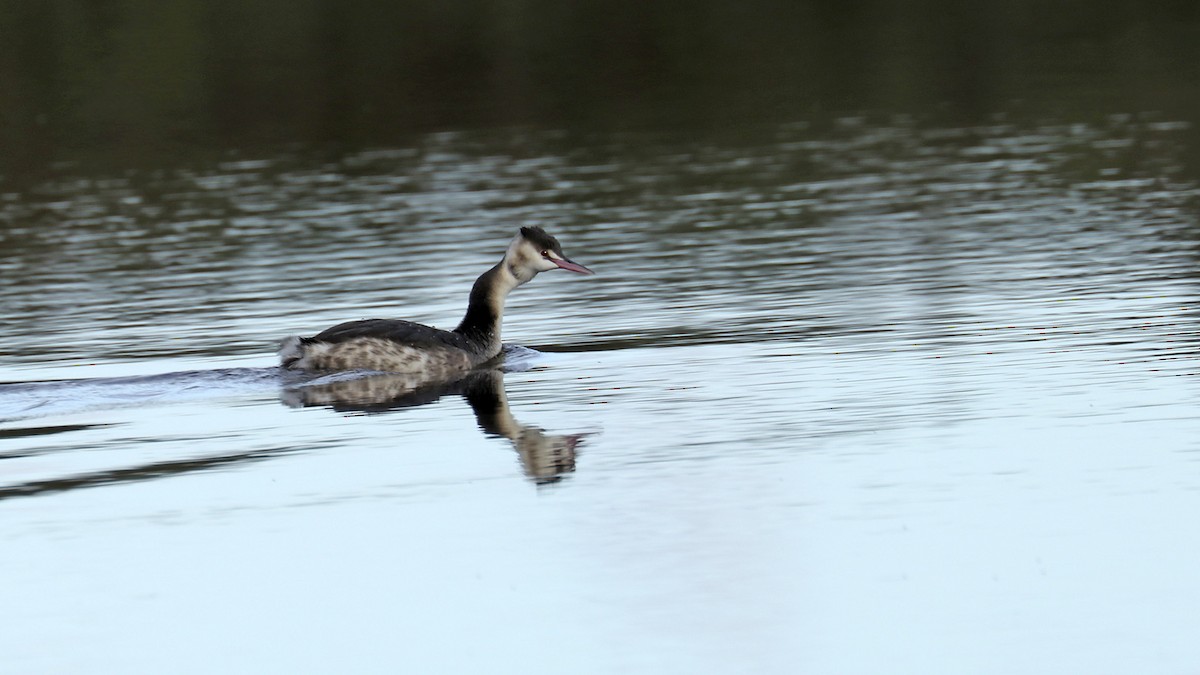 Great Crested Grebe - ML513960811