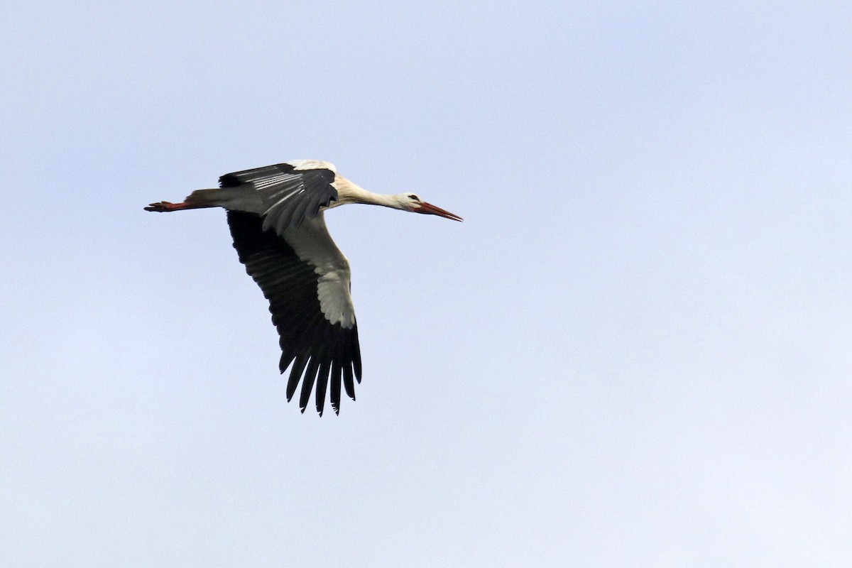 White Stork - ML513960921