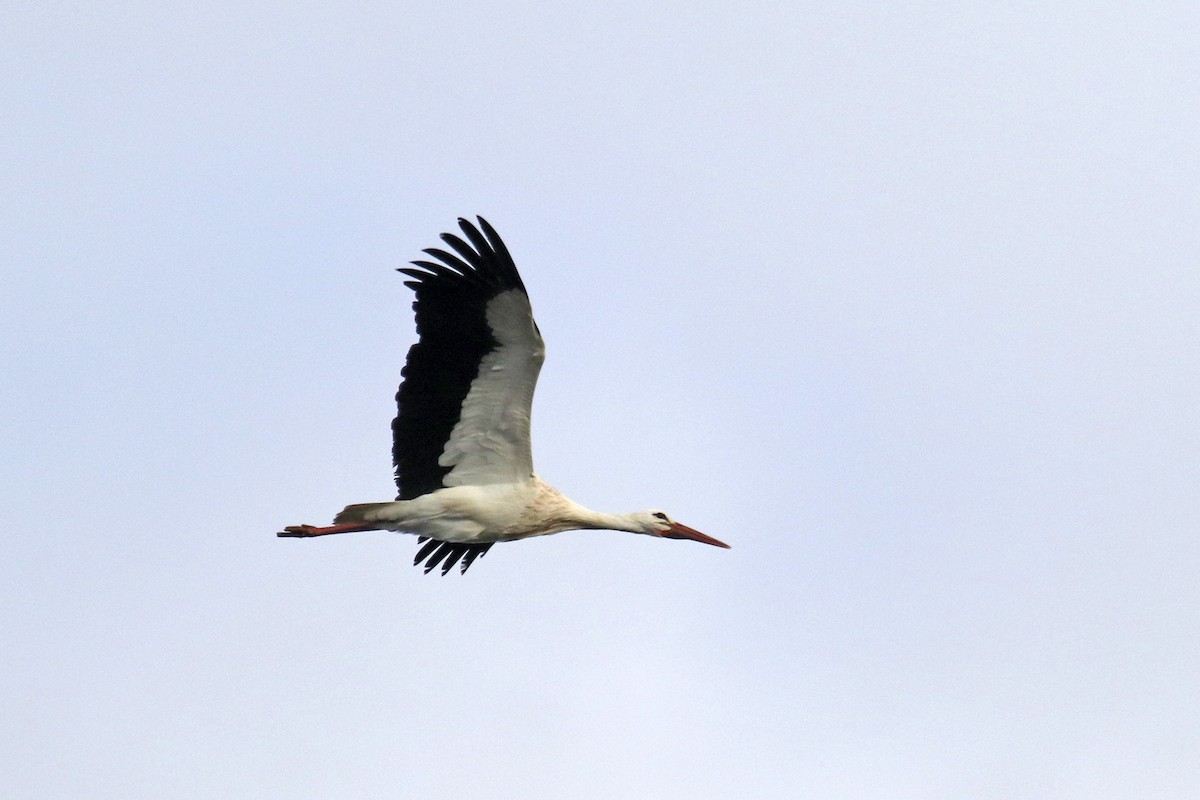 White Stork - ML513960931