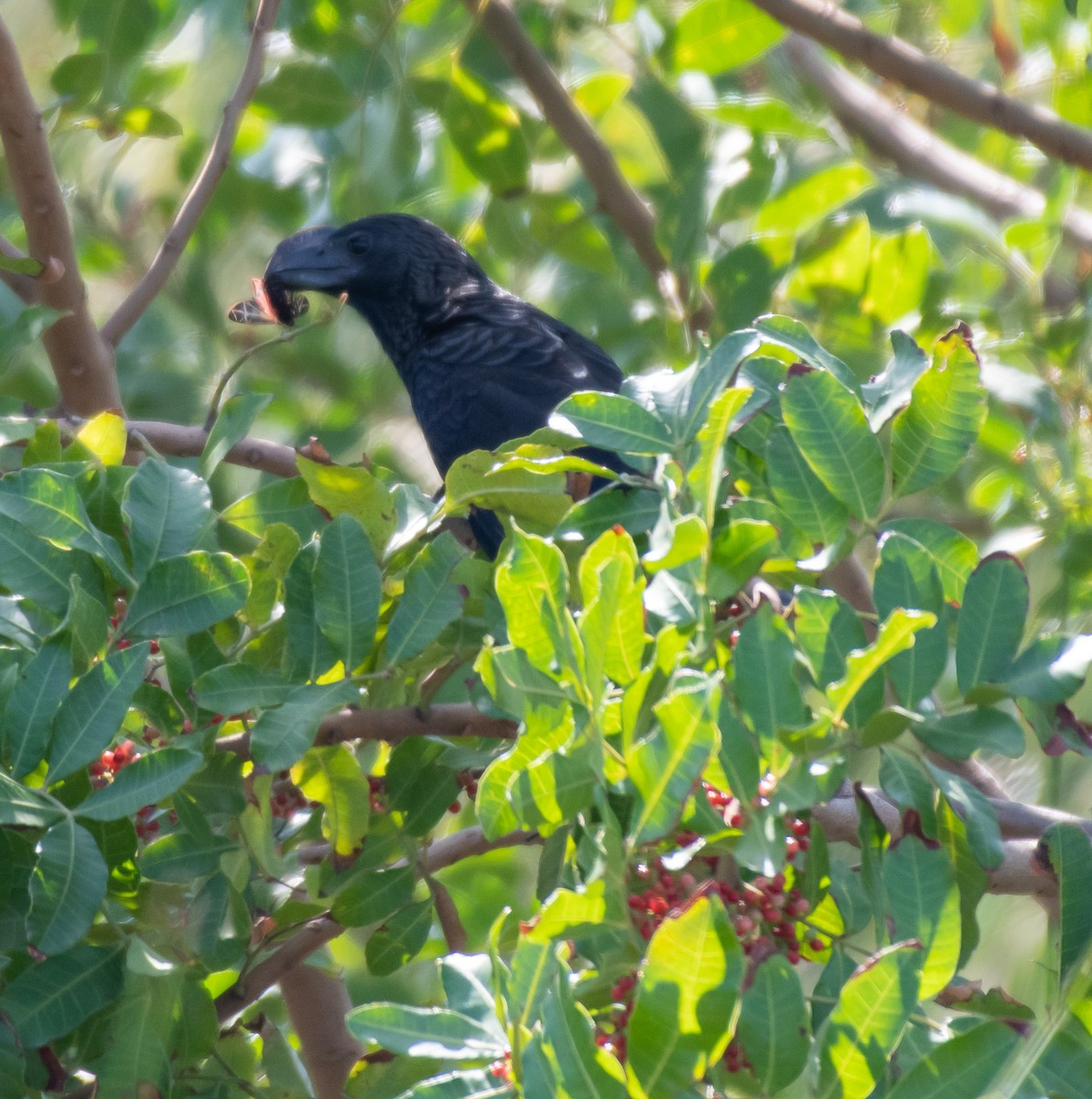 Smooth-billed Ani - ML513961041