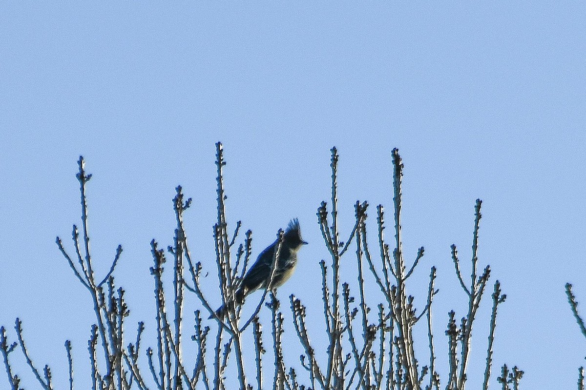 Phainopepla - Krista Vossekuil