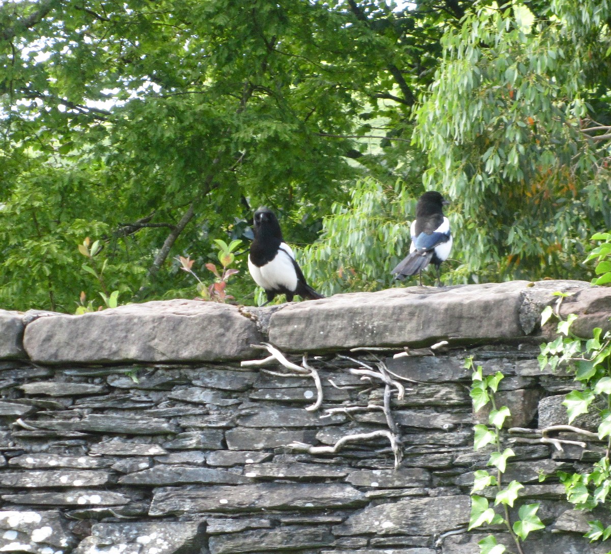 Eurasian Magpie - ML51396261